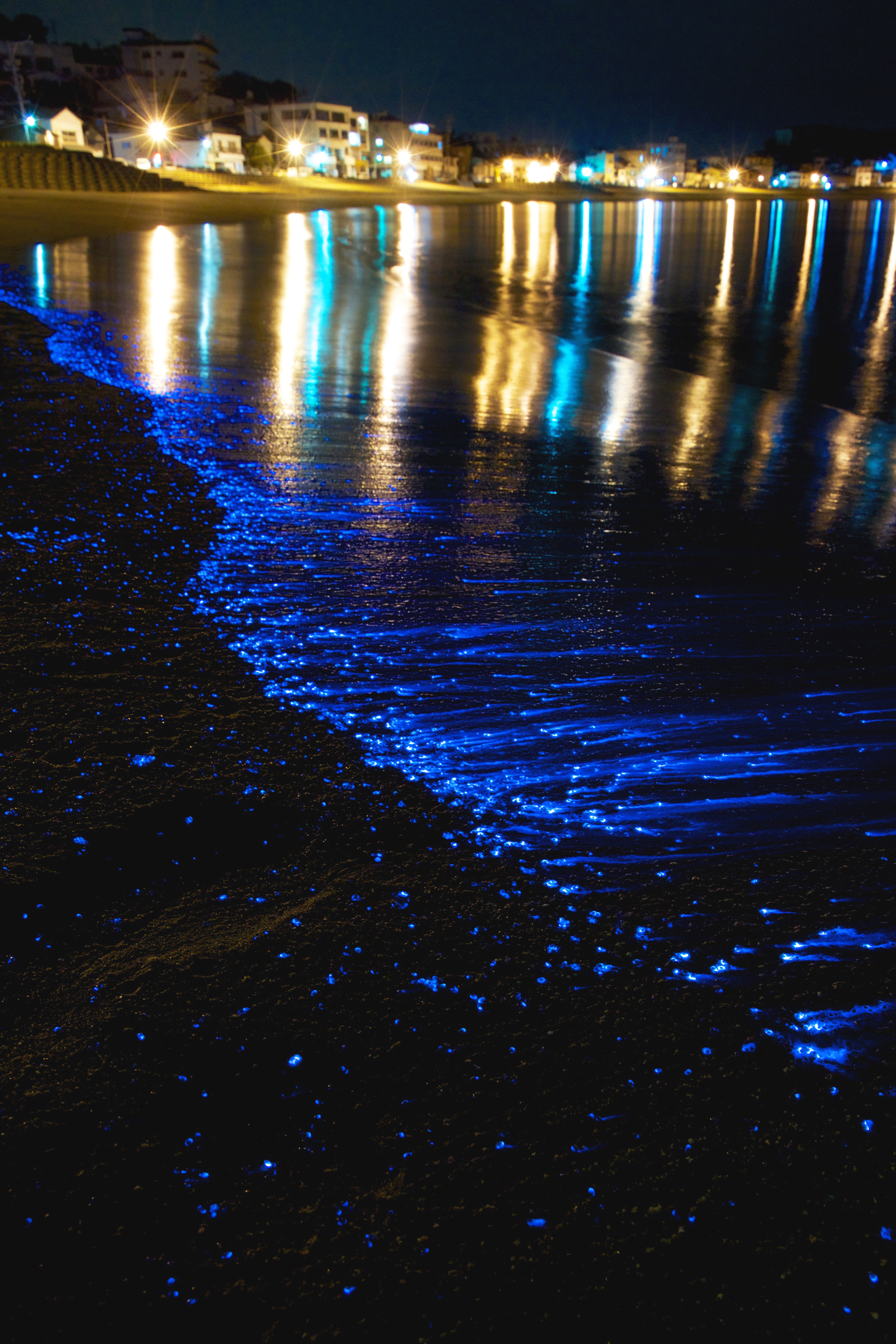 Images of Sea Fireflies